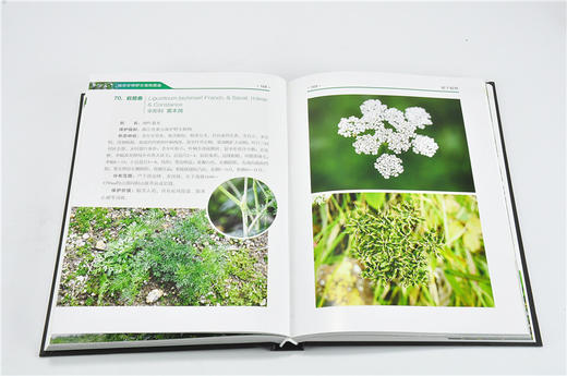 临安珍稀野生植物图鉴 9331 夏国华 梅爱君 主编 植物保护 气候条件 地形地貌 山脉 水系 土壤 森林植被 中国林业出版社 畅销书 商品图3