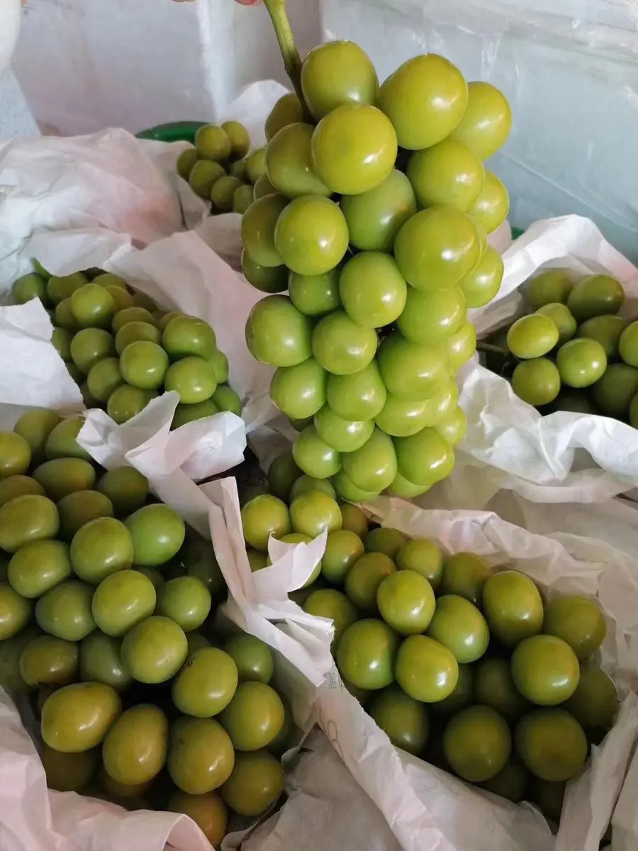 云南(建水)阳光玫瑰青提 当季新鲜无籽葡萄 日本品种晴王提子