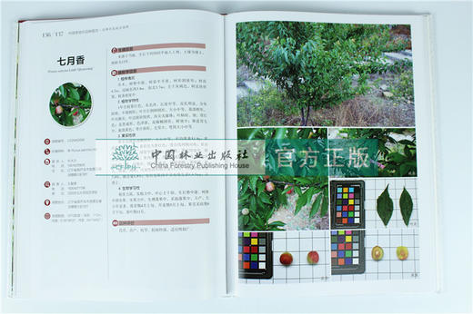 中国果树地方品种图志 中国李地方品种图志 9395 中国林业出版社 畅销书籍 商品图1