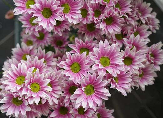 【周四秒杀】典韵小雏菊8支39.8元 商品图1