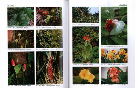 深圳植物志 第4卷 8309 深圳市中国科学院仙湖植物园 2800多种植物 野生植物 悠久栽培历史的植物 园林植物 中国林业出版社畅销书 商品图4