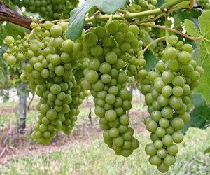 长相思葡萄在新西兰北部葡萄酒产区怀赫科（Waiheke）的葡萄藤上成熟