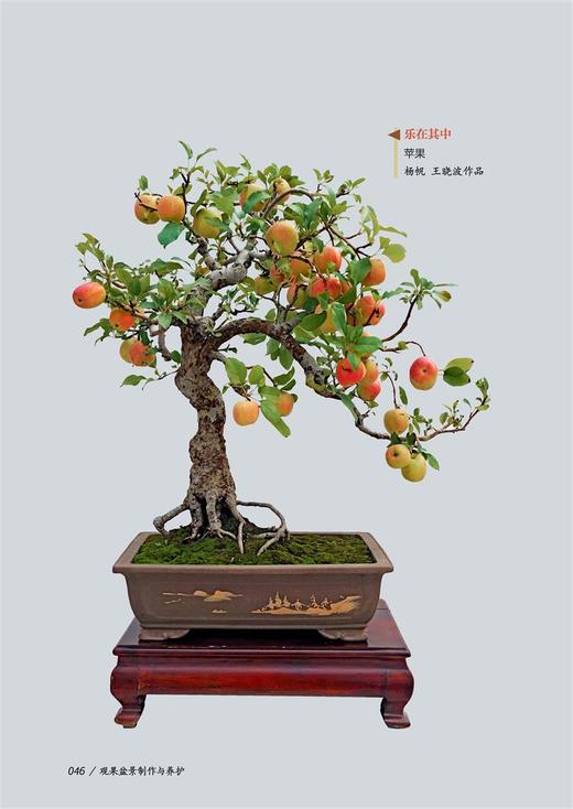 观果盆景制作与养护8534常用树种的形态特征 花多果措施以及养护与管理等内容 马文其  中国林业出版社 正版畅销书籍 商品图2