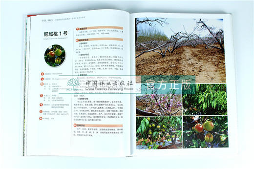 中国果树地方品种图志 中国桃地方品种图志 9398 中国林业出版社 畅销书籍 商品图1