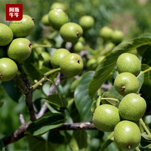 【凉山味道】生榨核桃油250ml/瓶 商品图1