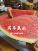 宏丰精选 美都西瓜  口感甜 西瓜味浓郁  活动价4.98元一斤 商品缩略图4