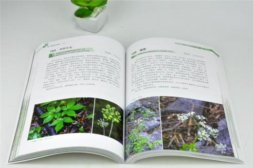 被子植物原色图谱 马永红 杨彪 主编 0153 四川卧龙国家*自然保护区系列丛书 中国林业出版社 商品图3