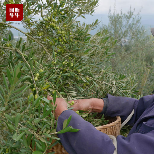 【凉山味道】阿斯牛牛初榨橄榄油250ml/瓶 商品图1