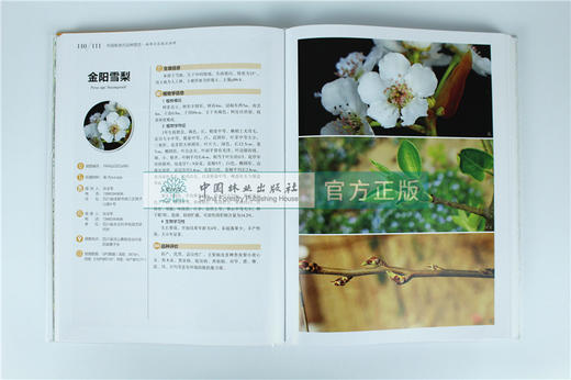 中国果树地方品种图志 中国梨地方品种图志 9391中国林业出版社 畅销书籍 商品图2