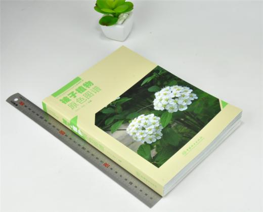 被子植物原色图谱 马永红 杨彪 主编 0153 四川卧龙国家*自然保护区系列丛书 中国林业出版社 商品图1