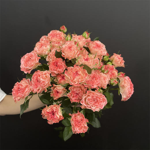 肯尼亚玫瑰小仙女多头玫瑰5支