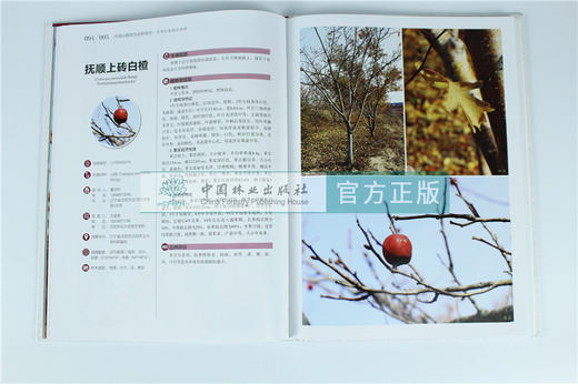 中国果树地方品种图志 中国山楂地方品种图志 9390 中国林业出版社 畅销书籍 商品图2