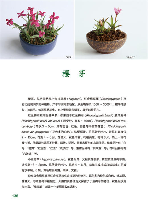 山野草趣 9471 SHANYECAOQU 蕨类 宿根 球根 木本植物 扒扒山野草的美 盆景 山野草知识常识 中国林业出版社畅销书 商品图4