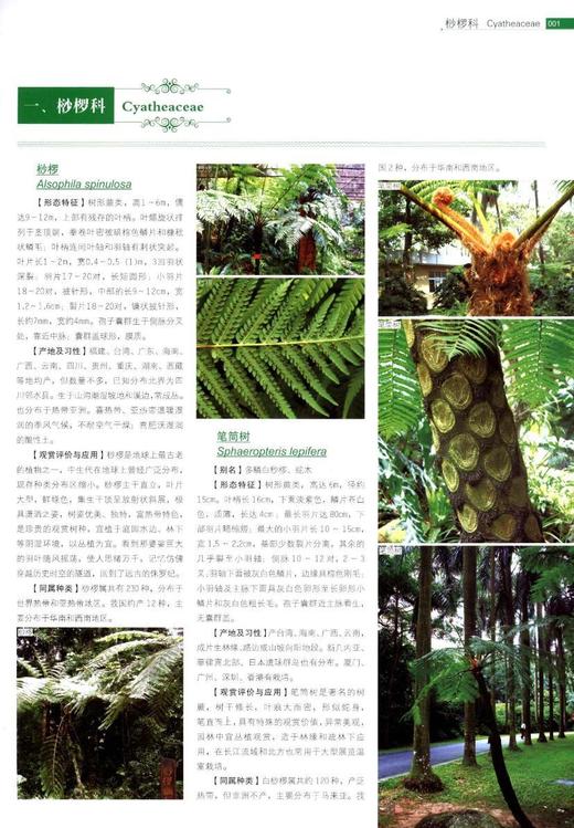 中国景观植物应用大全 木本卷 7638 中国景观植物设计师手册 中国林业出版社官方旗舰店正版畅销书 商品图1