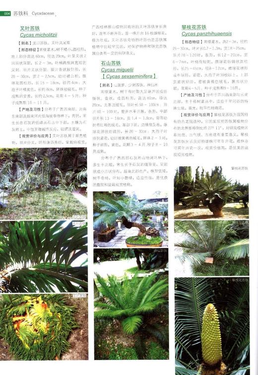 中国景观植物应用大全 木本卷 7638 中国景观植物设计师手册 中国林业出版社官方旗舰店正版畅销书 商品图4