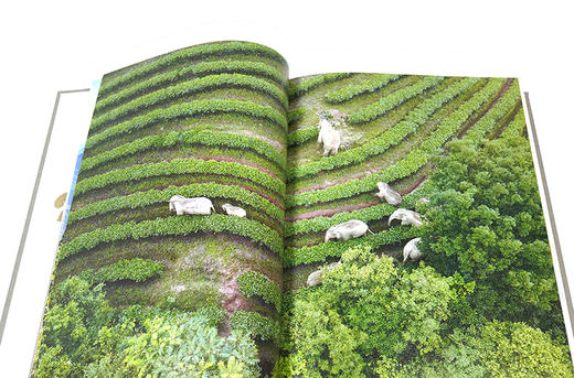 观象 亚洲象普及读物 亚洲象的生存面相 刘东黎  1362 中国林业出版社 商品图2