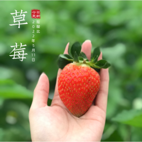 草莓甜酸比2022第50周