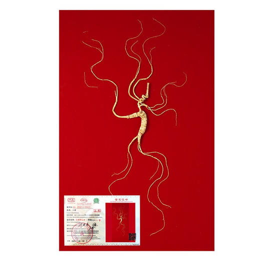 长白山人参  20年野山参 整枝深山密林下生长野生人参 商品图5