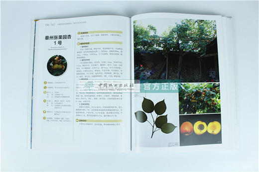 中国果树地方品种图志 中国杏地方品种图志 9397 中国林业出版社 畅销书籍 商品图4