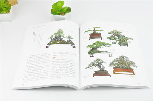 树桩盆景 造型与养护宝典 0009 兑宝峰 著 盆景盛宴150种树桩盆景植物松柏类盆景杂木类花果类盆景 盆景艺术 中国林业出版社畅销书 商品图3