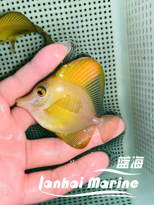 黄丹吊 商品图3