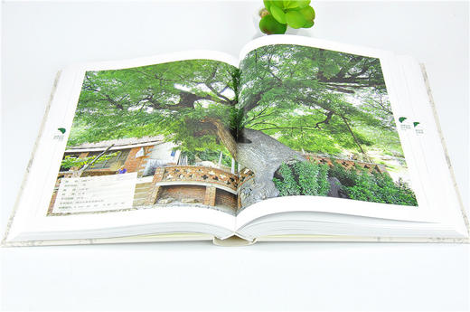 淄博古树名木图鉴 9788 裸子植物 被子植物 中国林业出版社 正版畅销书 商品图3