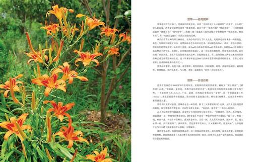 中华母亲花：萱草 分类 育种 繁殖 栽培 管理 病虫害防治 萱草景观应用和插花艺术 张志国 金红 1387 中国林业出版社 商品图2