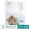 树桩盆景 造型与养护宝典 0009 兑宝峰 著 盆景盛宴150种树桩盆景植物松柏类盆景杂木类花果类盆景 盆景艺术 中国林业出版社畅销书 商品缩略图0