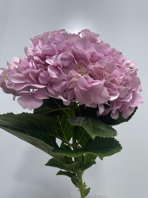 【国产绣球】  海粉色  单枝 商品图2