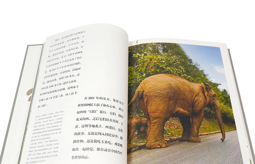 观象 亚洲象普及读物 亚洲象的生存面相 刘东黎  1362 中国林业出版社 商品图3