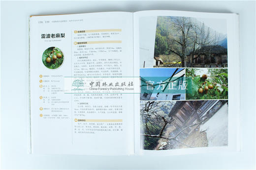 中国果树地方品种图志 中国梨地方品种图志 9391中国林业出版社 畅销书籍 商品图3