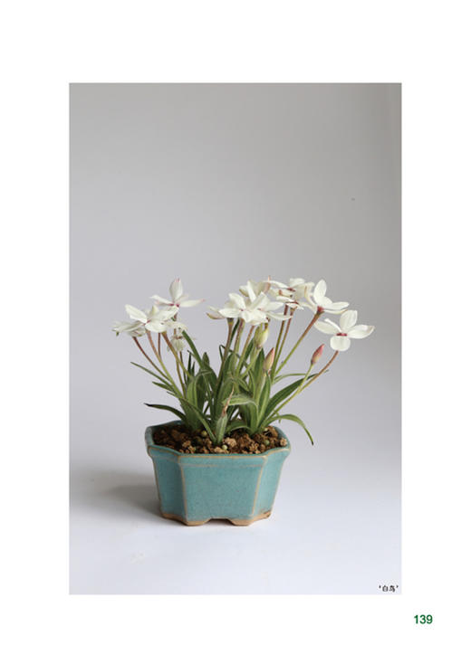 山野草趣 9471 SHANYECAOQU 蕨类 宿根 球根 木本植物 扒扒山野草的美 盆景 山野草知识常识 中国林业出版社畅销书 商品图2