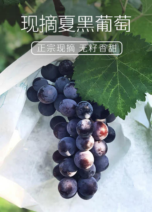 夏黑葡萄礼盒5斤装（仅限江浙沪） 商品图0