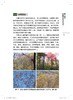 花楸 苗谱丛书 找得到专家 看得见苗圃 学得会育苗 刘勇 杨玲、梁立东 1503 中国林业出版社 商品缩略图2