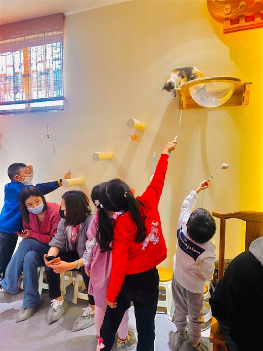 【北京昌平】朗丽兹太和府酒店平日周末撸猫套餐 | 自助餐+猫檐撸猫+探索乐园+表演活动【BW】 商品图6