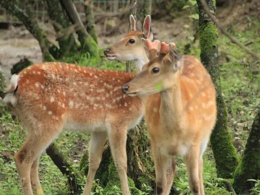 25【暑假亲子】12年口碑精品:神农架野趣科考\船游三峡\轻奢露营\原始森林\地质探究\金丝猴| 7-15岁亲子 商品图6