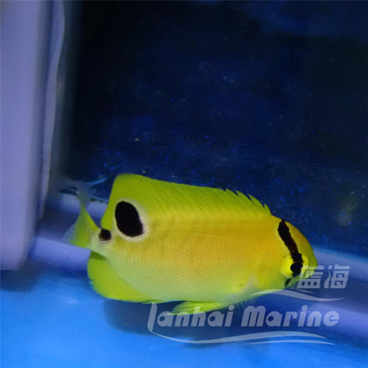 人工黄金火花 商品图10