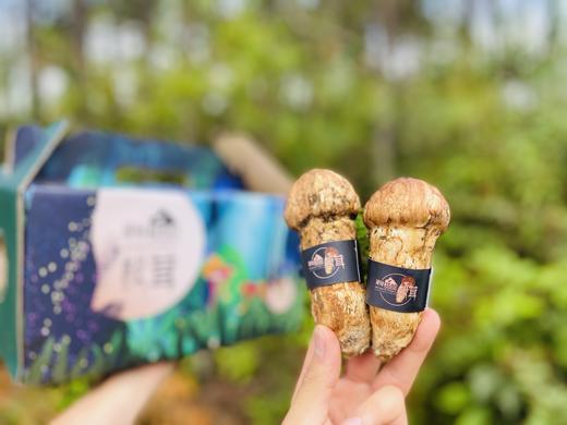 来自海拔3600米的馈赠！【香格里拉松茸】未开伞菌膜未破 出口一级标准 48小时内采摘 顺丰空运全国包邮 商品图3