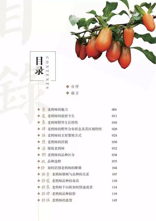 老鸦柿盆景 商品图1