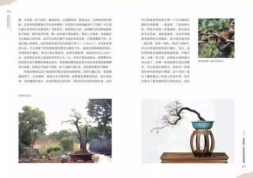 老鸦柿盆景 商品图4