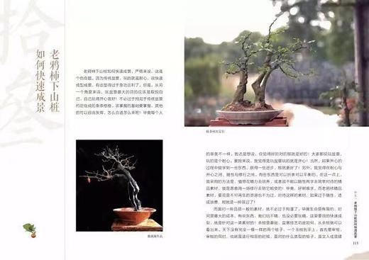 老鸦柿盆景 商品图3