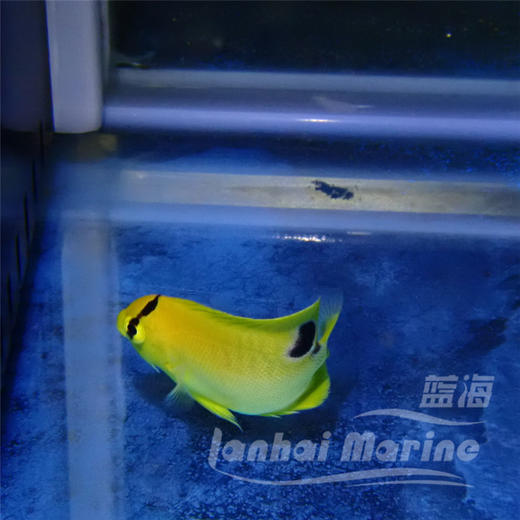 人工黄金火花 商品图4