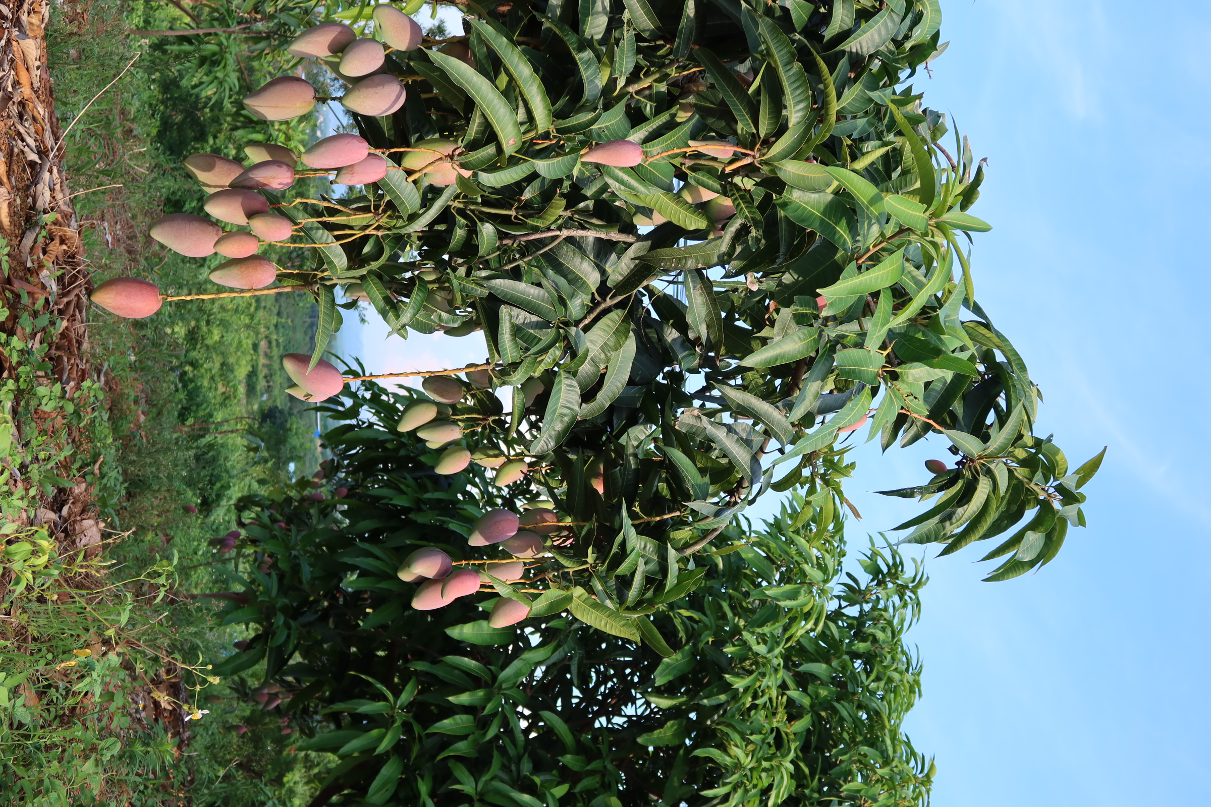 大家都知道树上足够熟的贵妃芒才好吃,但有些果农为逐利,给芒果打各种