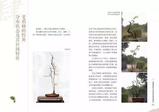 老鸦柿盆景 商品图5