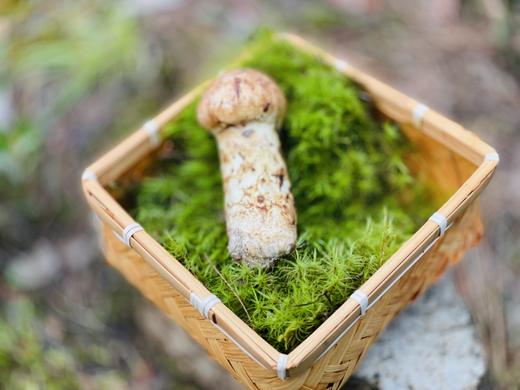 来自海拔3600米的馈赠！【香格里拉松茸】未开伞菌膜未破 出口一级标准 48小时内采摘 顺丰空运全国包邮 商品图2