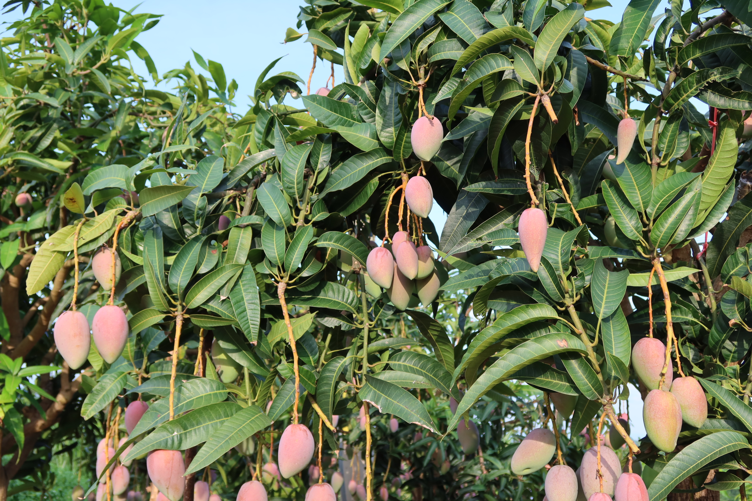 婉如百色芒果贵妃芒熟后皮如彩虹般多汁清甜不易上火肉厚核薄香气清新