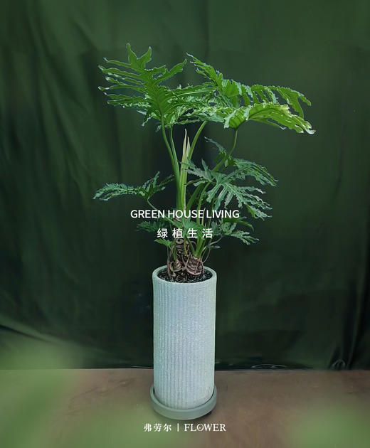 竖纹水泥盆—春羽 商品图0