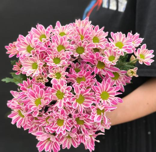 斑纹小菊 商品图0