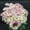 斑纹小菊 商品缩略图1