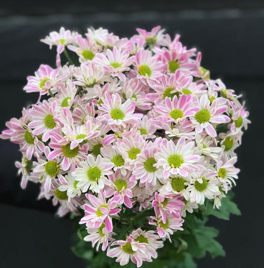 斑纹小菊 商品图1